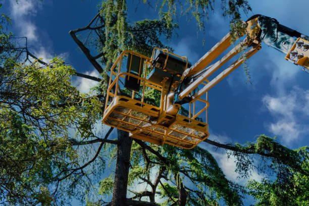 Taft, FL Tree Removal and Landscaping Services Company